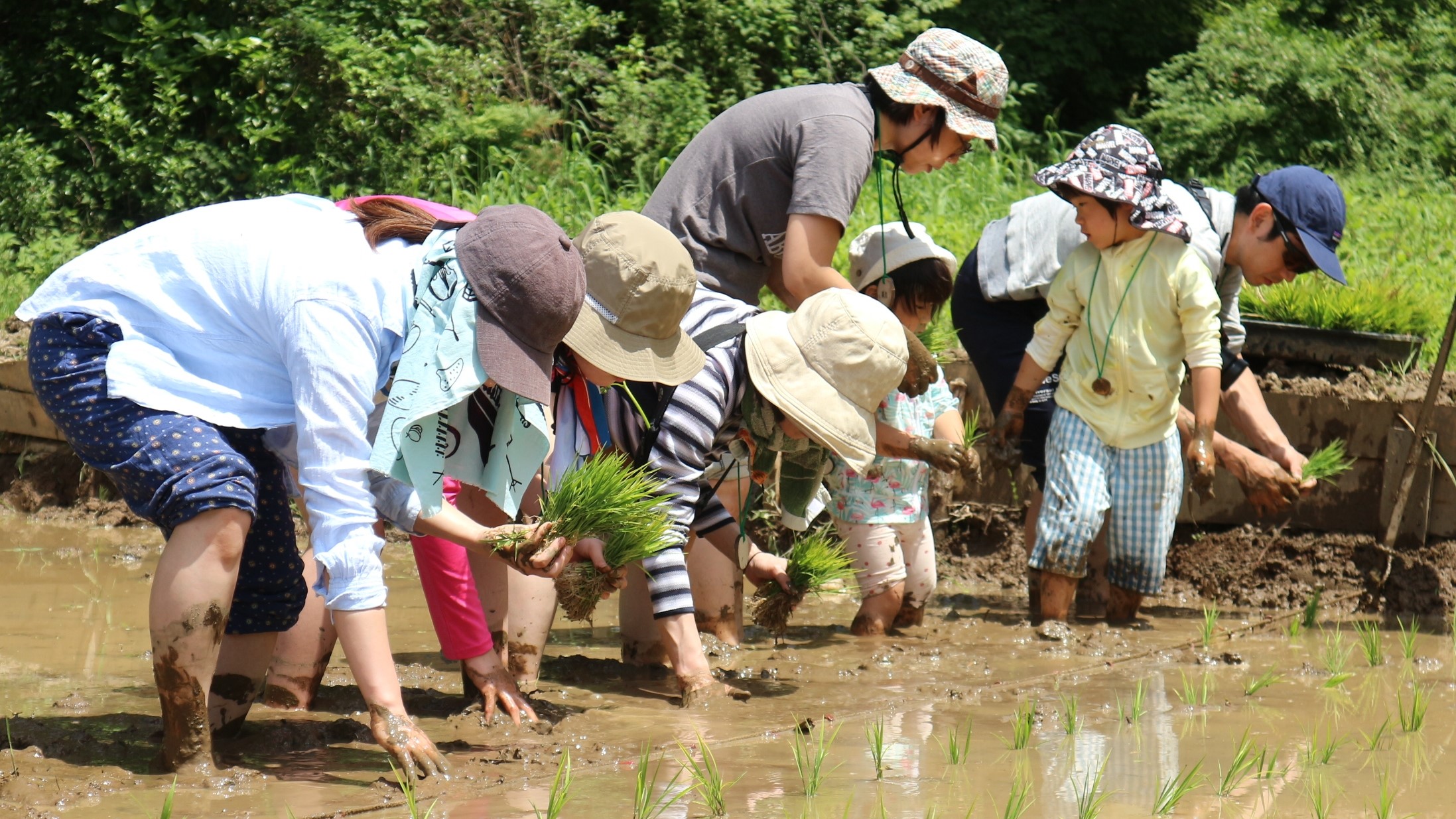 東京の里山で稲作体験！田植えの季節到来！（6/8開催）