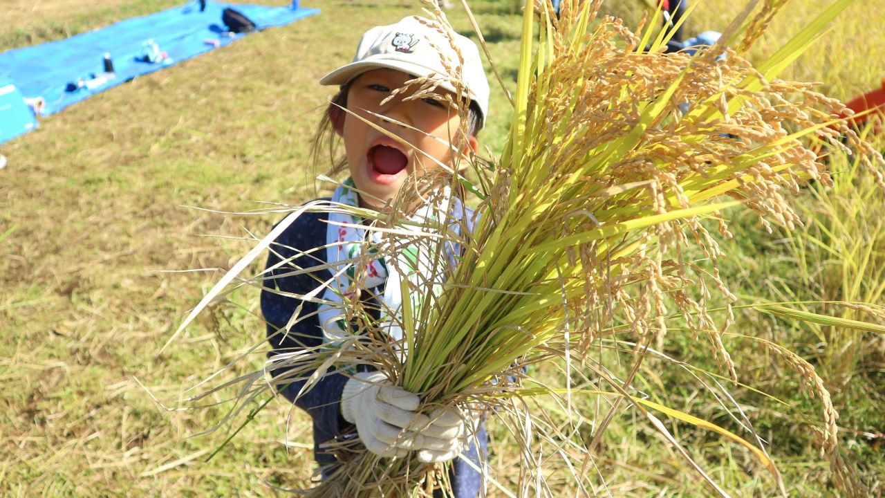 八王子で稲作体験！秋の里山で稲刈りにチャレンジ！（10/6開催）